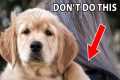 12 Things Golden Retrievers Hate That 