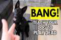 How to Teach Your Dog to Play Dead