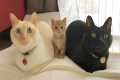 Gifting your cat a kitten: Their