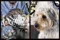 Tegu vs Dog - Head To Head