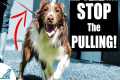 5 Quick Tips To Stop Your Dog From