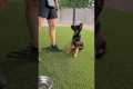 How to start teaching your dog to be