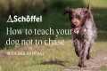How to stop your dog chasing | Dog
