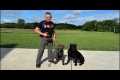 Live Dog Training FreeShaping Special!