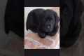 #funny Labrador Puppy Training Videos 