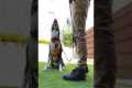 Training a dog not to pull on leash