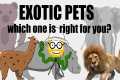 Exotic pets: How to own your very own
