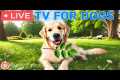 🔴24 Hours of Dog TV🎵🐶Relaxing