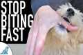 5 Ways You Are Making The Puppy