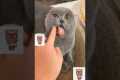 How To Calm An Angry Cat !!!