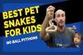 Best Pet Snakes For Kids- 2022 Update