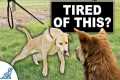 STOP Your Dog From Pulling To Other