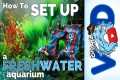 How to Set Up a Freshwater Aquarium | 