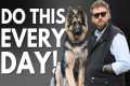 EASY Dog Training Wins You Can Do