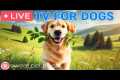 🔴24 Hours of Dog TV🎵🐶Sleep Music