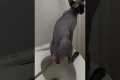 Adult Cat Toilet Trained in 11 Days | 
