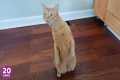 Over Dramatic Cats Who Deserve An