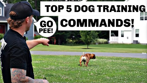 Master These 5 Commands and Change Your Dog’s Life