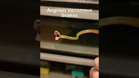 Angry venomous snakes are not fun. #reptiles #venomoussnakes #pets #boomslang