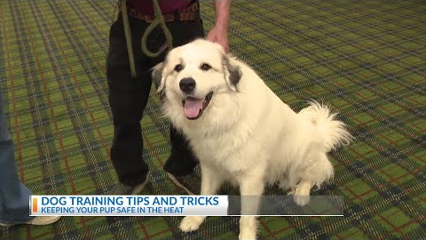 Pet training tips and tricks