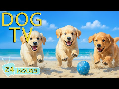 DOG TV: Best Videos to Entertain Dogs When Home Alone - Relax All-Day Anti-Stress Music for Dogs