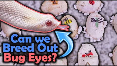 Hognose Eggs- Experimenting with Bug Eyes