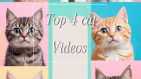 Top 4 Cat Videos You Need to See!