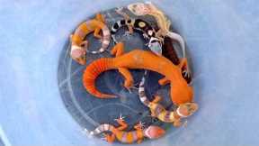 catching incredibly beautiful lizards, beautiful gecko, cute gecko, gecko reptile, colorful lizard