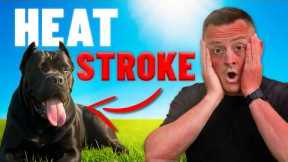 WARNING: 3 Deadly Signs of Heat Stroke Every Dog Owner Must Know