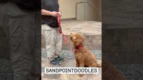 “What It’s REALLY Like Having a Service Dog”.         •   service dog   •   service dog training