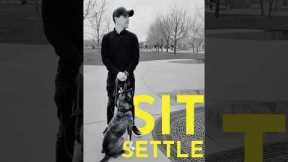 How to teach your dog to sit settle  #dogcoach #puppytraining #puppy