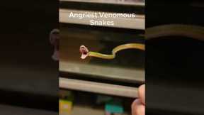 Angry venomous snakes are not fun. #reptiles #venomoussnakes #pets #boomslang