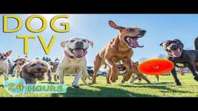 DOG TV: Best Videos for Dogs to Watch Prevent Boredom When Home Alone - Happy Music for Dogs