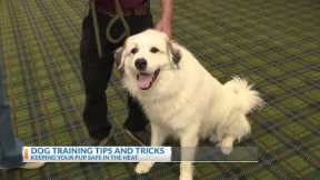 Pet training tips and tricks