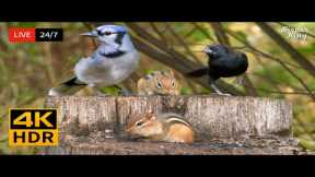 🔴 24/7 LIVE: Cat TV for Cats to Watch 😺 Cute Birds, Chipmunks and Squirrels 4K 🐦 Cat Games HDR