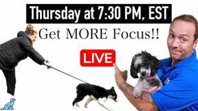 5 Tips To Get More Focus When Training Your Dog Outside