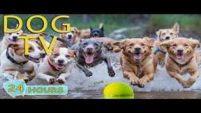 DOG TV: Video All Day Relax & Funny for Dogs When Home Alone - Best Anti-Stress Music for Dogs