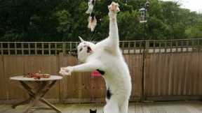 These CATS are ridiculously silly! 😂 Funniest Cat Videos 2025