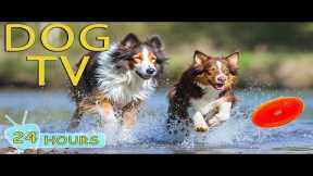 DOG TV: Video All-Day Fun & Happy to Keep Dogs Entertain When Home Alone - Relax Music for Dogs