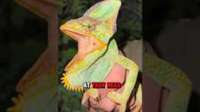Catching Chameleons in Florida #Chameleon #reptiles
