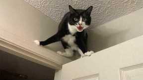 Cat Agent on a Mission 😂 Funniest Cats Videos 2025