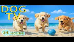 DOG TV: Best Videos to Entertain Dogs When Home Alone - Relax All-Day Anti-Stress Music for Dogs