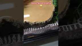 Hognose Snake Throws EPIC Tantrum! #snake #drama #fyp #animals