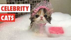 Celebrity Cats | Funny Pet Video Compilation