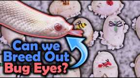 Hognose Eggs- Experimenting with Bug Eyes