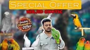 Biggest Offer on Birds and accessories (Wajid Exotic) | only Exotic birds!