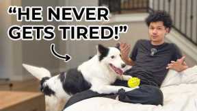 3 Mistakes People Make With High-Energy Dogs