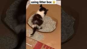 wild kitten learning to use litter box on her own #kitten #cat #cats #catlover #catvideos #kitten
