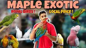 Maple Exotic| Luxury Birds Ab Budget Mein! 🤑| Macaw, Amazon, Cockatoo Sab Hai!