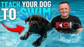 How To Teach Your Puppy to Swim in 5 Easy Steps!